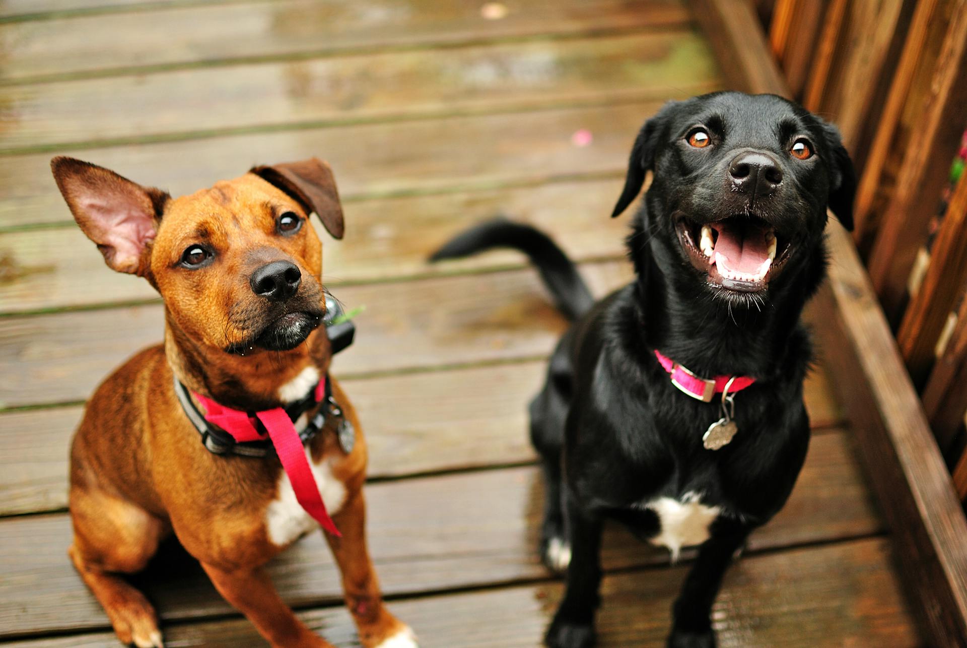 Photo de Brixiv : https://www.pexels.com/fr-fr/photo/chien-de-taille-moyenne-a-poil-court-marron-et-noir-assis-sur-un-plancher-en-bois-marron-4459788/